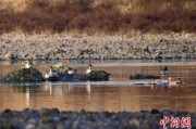 六爻免费歙县完成安徽首个县域生物多样性调查 共记录物种近4千种